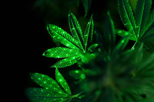 Φυτό Μαριχουάνας Για Ιατρική Χρήση Πράσινος Φωτισμός Στα Φύλλα — Φωτογραφία Αρχείου