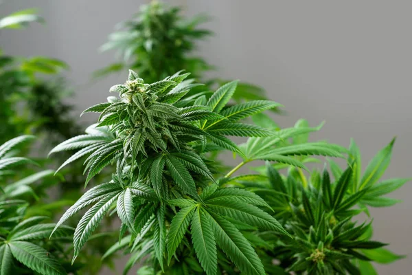 Gros Plan Une Plante Cannabis Sur Fond Gris Bourgeon Floraison — Photo