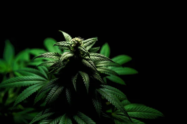 Medyczna Marihuana Zamykana Pączek Kwitnący Obfitymi Trychomami Czarnym Tle — Zdjęcie stockowe