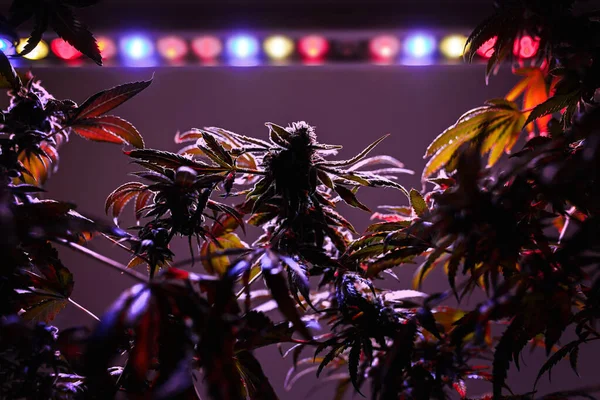 Φυτό Μαριχουάνας Για Ιατρική Χρήση Ανθισμένους Κώνους Led Grow Lights — Φωτογραφία Αρχείου