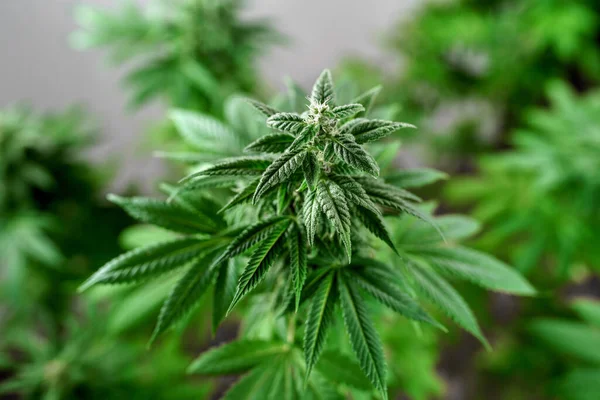 Gros Plan Une Plante Cannabis Sur Fond Gris Bourgeon Floraison — Photo