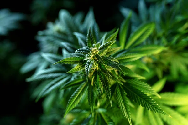 Plante Marijuana Médicale Près Bourgeon Floraison Avec Trichomes Abondants Sur — Photo