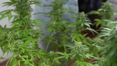 Tıbbi esrar üretimi için marihuana yetiştiriyorum. Eldivenli ellerin yakın çekimi hasat zamanı.