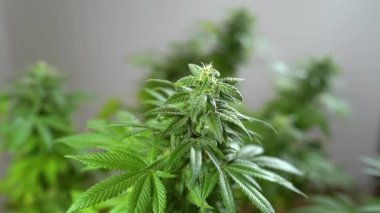 Tıbbi esrar üretimi için marihuana yetiştiriyorum. Kız çiftçi esrar bitkisini kokluyor.