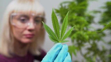 Tıbbi esrar üretimi için marihuana yetiştiriyorum. Gözlüklü ve eldivenli kız çiftçi esrar yapraklarını inceliyor