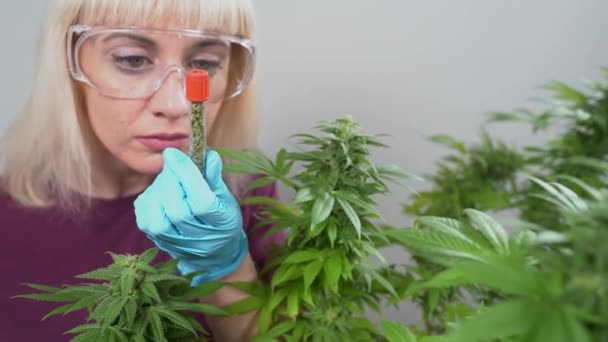 Growing Marijuana Medical Cannabis Production Girl Farmer Glasses Gloves Checks — Stock Video