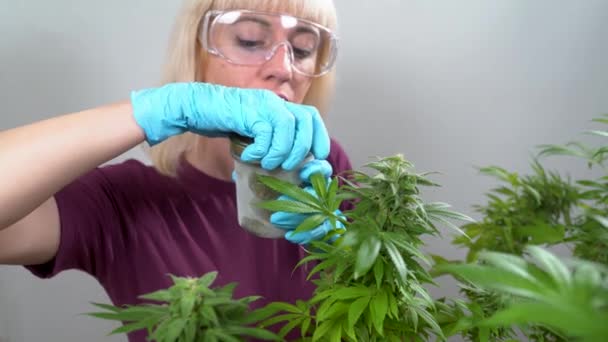Odlar Marijuana För Medicinsk Cannabisproduktion Flicka Handskar Öppnar Burk Cannabis — Stockvideo