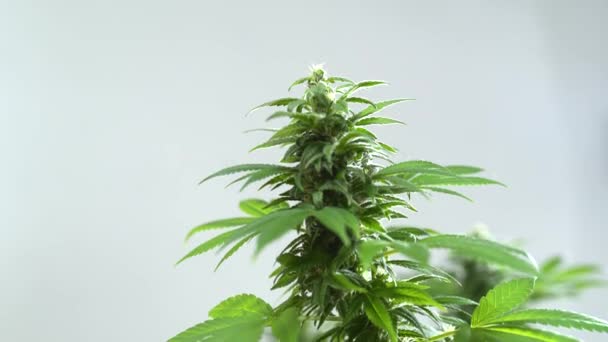Zbliżenie Liści Rośliny Konopnej Hoduję Marihuanę Medycznej Produkcji Marihuany Wysokiej — Wideo stockowe