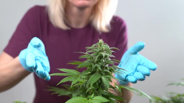 医療大麻生産のための大麻栽培 大麻の植物を嗅ぎつける手袋と眼鏡の少女農家 — ストック動画