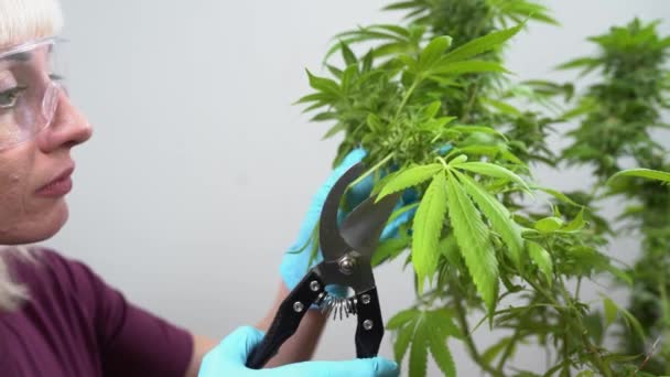 医療大麻生産のための大麻栽培 メガネと手袋のガール農家は大麻の葉を調べる — ストック動画