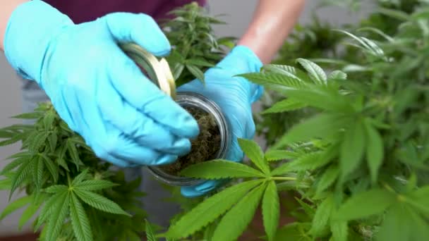 医療大麻生産のための大麻栽培 手袋の女の子は使用する準備ができている大麻の花序の瓶を開きます — ストック動画