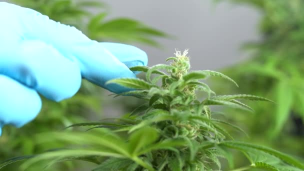 Zbliżenie Liści Rośliny Konopnej Hoduję Marihuanę Medycznej Produkcji Marihuany Zbliżenie — Wideo stockowe