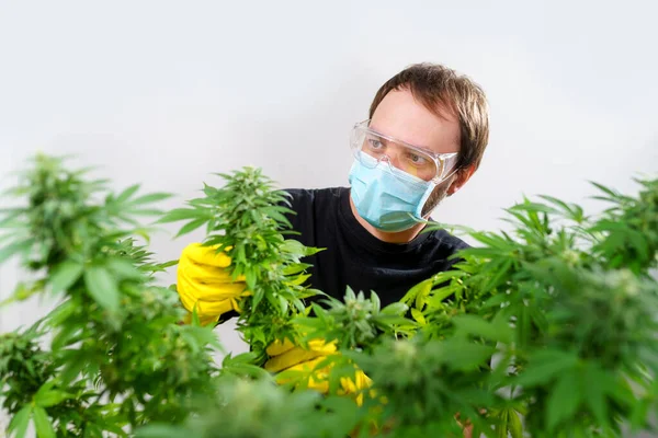 Growing medical marijuana. Man in a mask and gloves checks a cannabis plant.
