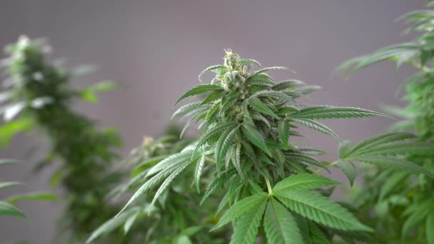 Zbliżenie Liści Rośliny Konopnej Hoduję Marihuanę Medycznej Produkcji Marihuany Wysokiej — Wideo stockowe