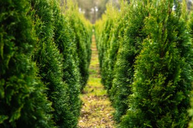 Düz yol iki tarafında da düzgün kesilmiş thuja ağaçları var. Yeşil ağaçlar doğal bir duvar oluşturarak manzaralı bir koridor oluşturuyor. Tarımsal peyzaj alanı