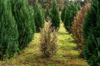 Yeşil arborvitae ağaçları düzenli sıralar halinde dizilmiştir. Merkezde, kuru, kahverengi ve solmuş bir ağaç var. Sağlıklı yeşil yapraklara karşı duruyor.