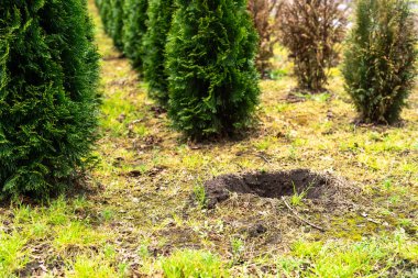 Bir tarlada yemyeşil arborvitae ağaçları. Ağaçlar düzenli bir şekilde dikilmiş, taze toprak ön taraftaki bir delikten görülebiliyor, başka bir ağaç dikmek için hazırlanıyor.