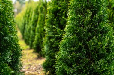 Düz yol iki tarafında da düzgün kesilmiş thuja ağaçları var. Yeşil ağaçlar doğal bir duvar oluşturarak manzaralı bir koridor oluşturuyor. Tarımsal peyzaj alanı