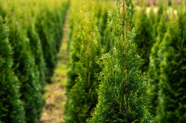 Düz yol iki tarafında da düzgün kesilmiş thuja ağaçları var. Yeşil ağaçlar doğal bir duvar oluşturarak manzaralı bir koridor oluşturuyor. Tarımsal peyzaj alanı