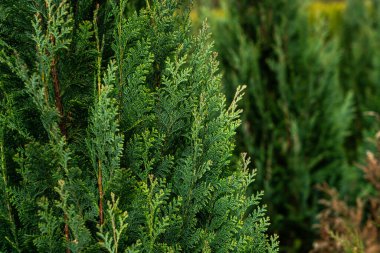 Yeşillik bir ağaç dalının tek bir dalının yakın plan çekimi..