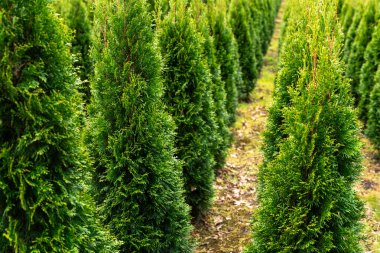 Düz yol iki tarafında da düzgün kesilmiş thuja ağaçları var. Yeşil ağaçlar doğal bir duvar oluşturarak manzaralı bir koridor oluşturuyor. Tarımsal peyzaj alanı