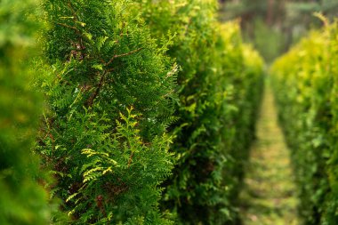 Düz yol iki tarafında da düzgün kesilmiş thuja ağaçları var. Yeşil ağaçlar doğal bir duvar oluşturarak manzaralı bir koridor oluşturuyor. Tarımsal peyzaj alanı