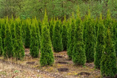 Bir tarlada yemyeşil arborvitae ağaçları. Ağaçlar düzenli bir şekilde dikilmiş, taze toprak ön taraftaki bir delikten görülebiliyor, başka bir ağaç dikmek için hazırlanıyor.