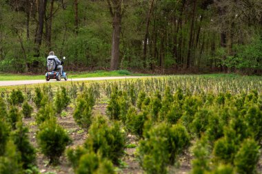 Genç kozalaklı kozalaklı ağaçların olduğu bir tarla. Mobilite scooterlı bir insan yoldan geçiyor. Filizlerin gür yeşilliği arka plandaki ormanla çelişiyor.