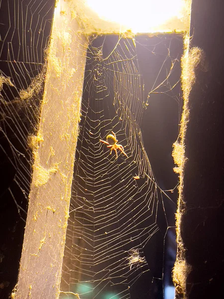 Павук Своїй Мережі Вночі — стокове фото