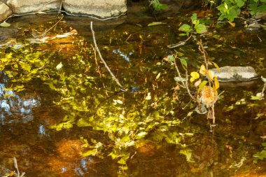 Ormandaki küçük bir dereden akan su.
