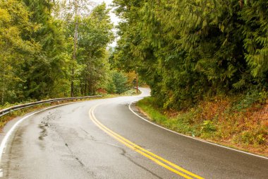 Ormanda asfalt bir yol