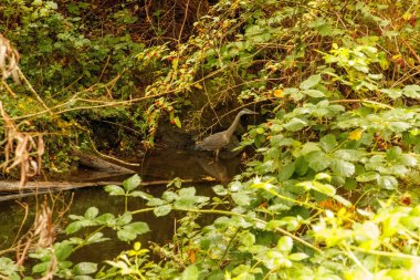 Ormandaki derede güzel bir balıkçıl