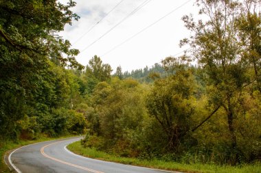 Ormanda ağaçlarla dolu bir yol.