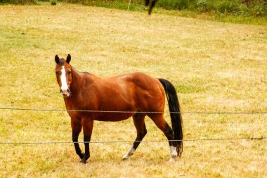 Otlakta kahverengi bir at