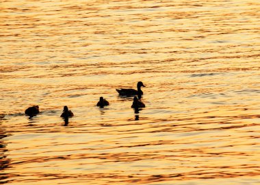 Ördekler gölün üzerinde güzel bir gün batımında siluete büründüler.