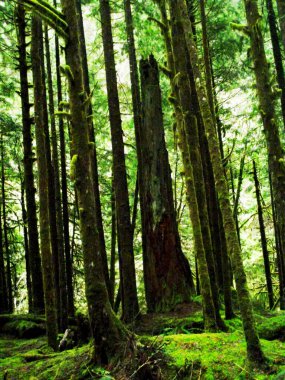 Yeşil ormanlı güzel bir manzara..