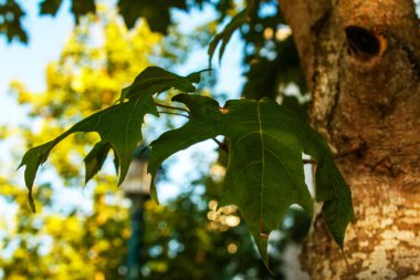 Güzel yeşil yaprakların manzarasını kapat