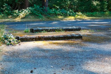 Akçaağaç yaprakları yaz