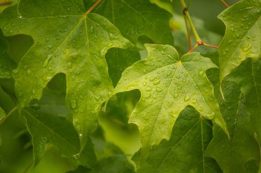 Bahar yağmurunda sarı akçaağaç yaprağının yakın çekimi