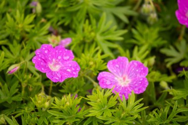 Renkli çiçeklerin arkaplan resmi