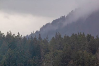 Dağlarda sis olan güzel bir orman..