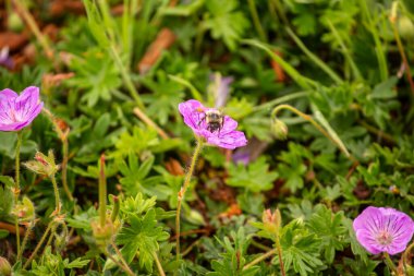 Güzel bir çiçekte bir arı, çiçek konsepti...