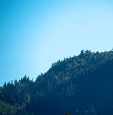 Ağaçlar ve dağ manzarası