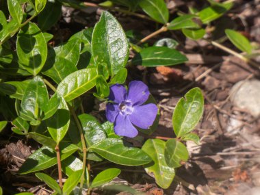 Bahçede mor bir menekşe.