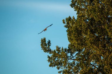 Ağaçların ve mavi gökyüzünün arasında uçan bir kartal