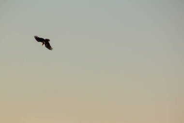 Gün batımında uçan bir kartal