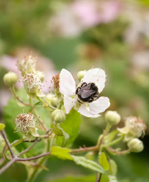 stock image a bee in the garden