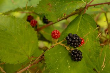 Çalının üstünde olgun böğürtlenler