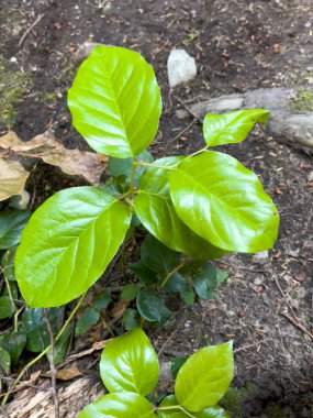 Bahçede dikey yeşil yapraklar var.