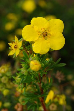Bahçedeki güzel çiçekler